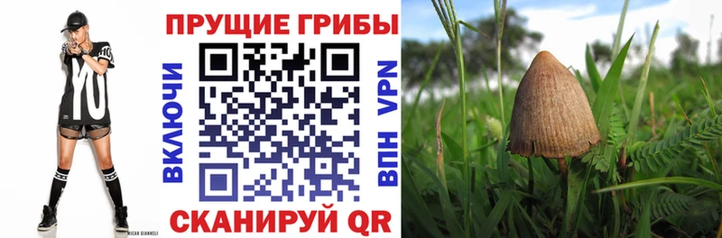 Галлюциногенные грибы Cubensis  Бабушкин 